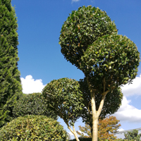 Form- und Rückschnitte